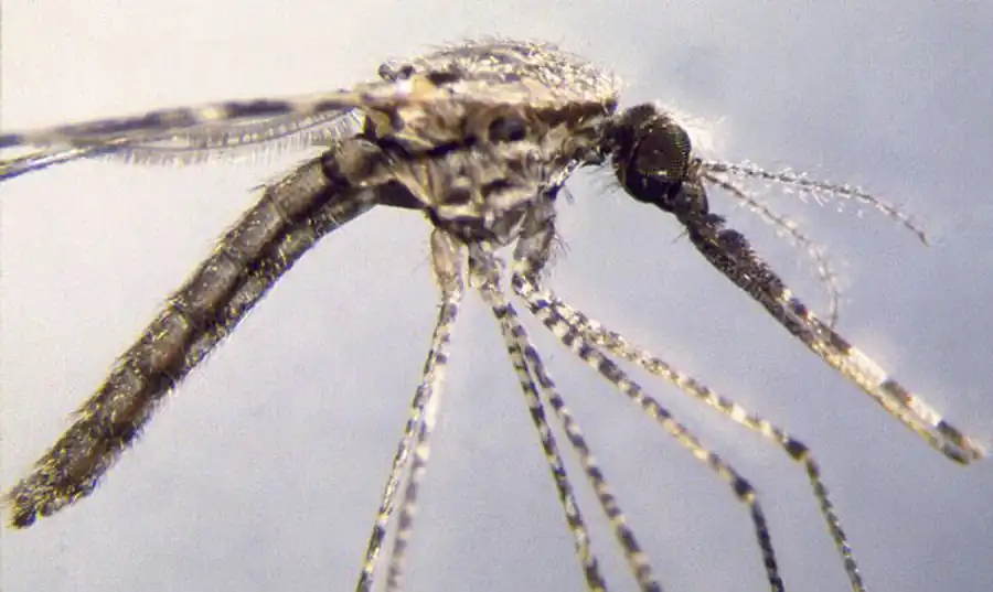 Комары Anopheles, Culex и Aedes