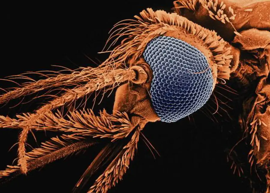 Биология малярийного комара (Anophelles)