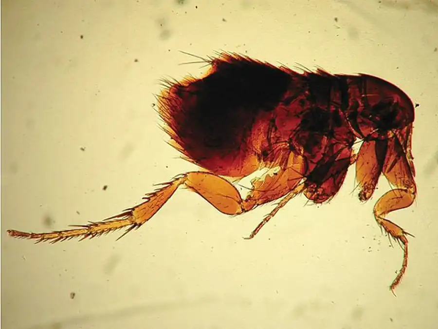 Отряд Блохи (Aphaniptera)