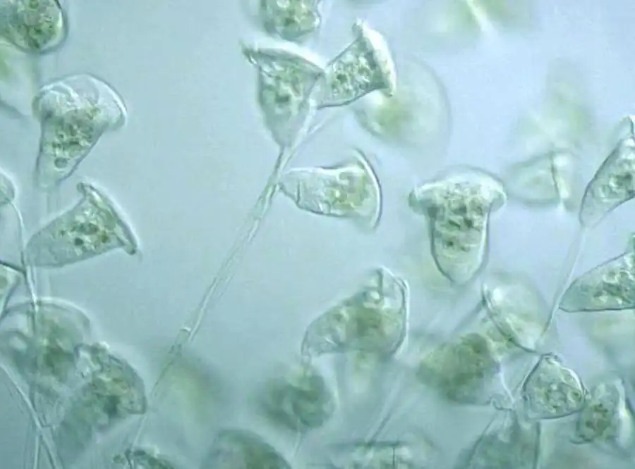 Географическое распространение и экология простейших