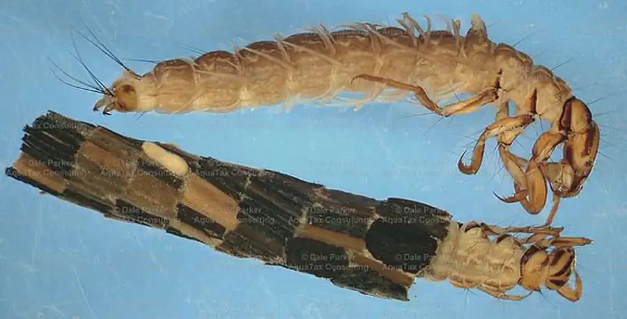 Отряд Ручейники, или Пухокрылые (Trichoptera)