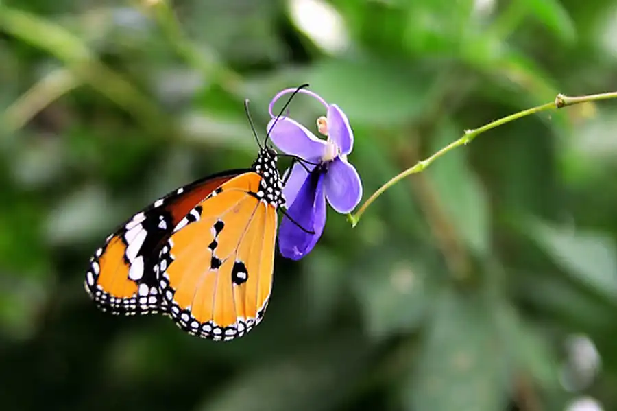 Отряд Чешуекрылые, или Бабочки (Lepidoptera)