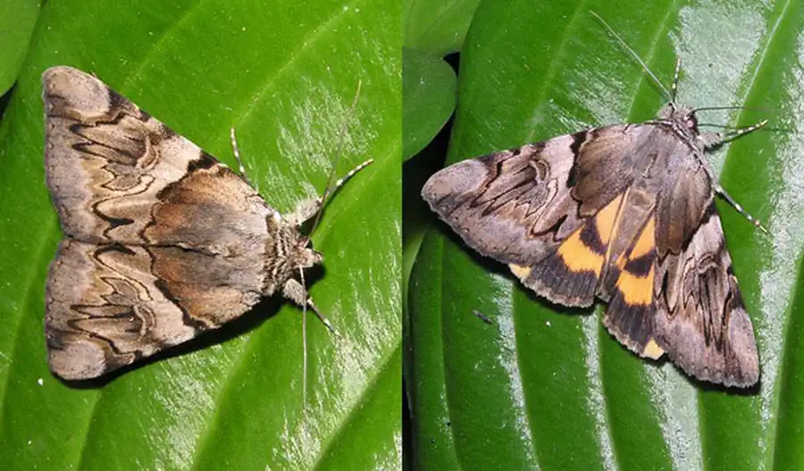 Защитные приспособления насекомых