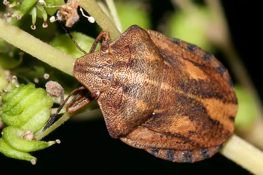 Жуки и клопы - вредители сельского хозяйства