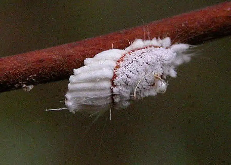 Борьба с вредными насекомыми