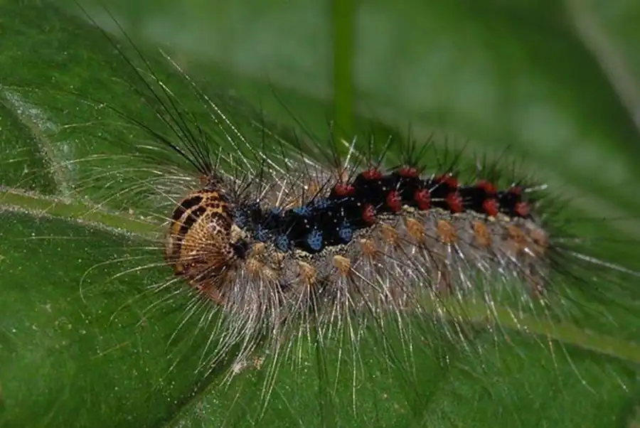 Методы борьбы с насекомыми-вредителями