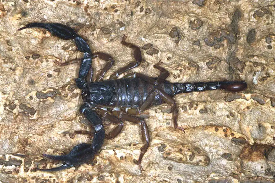 Филогения членистоногих