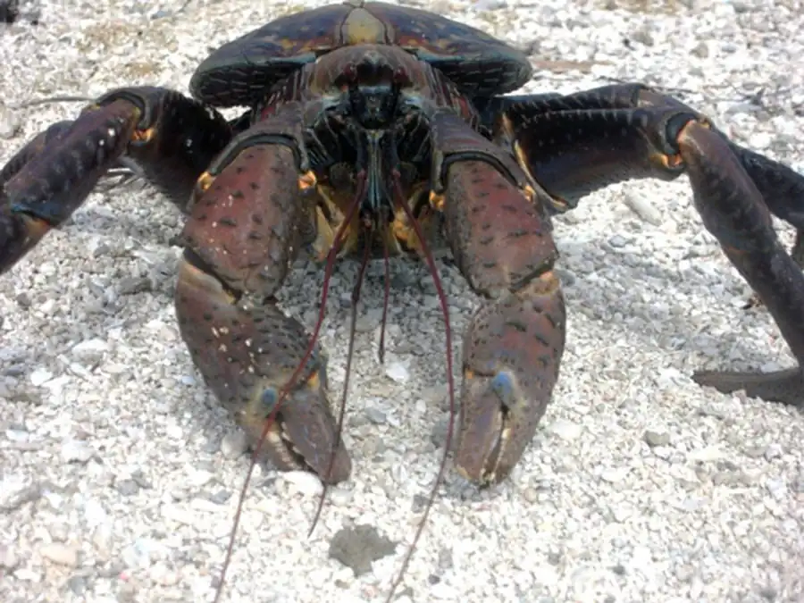 Происхождение членистоногих