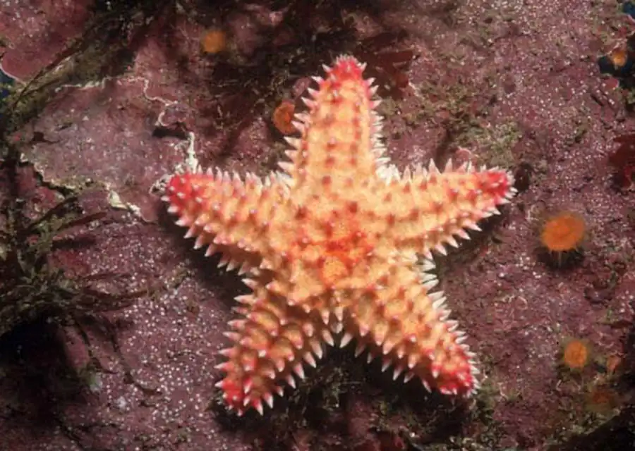 Класс Морские звезды (Asteroidea)