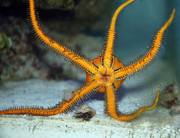 Класс Змеехвостки, или Офиуры (Ophiuroidea)