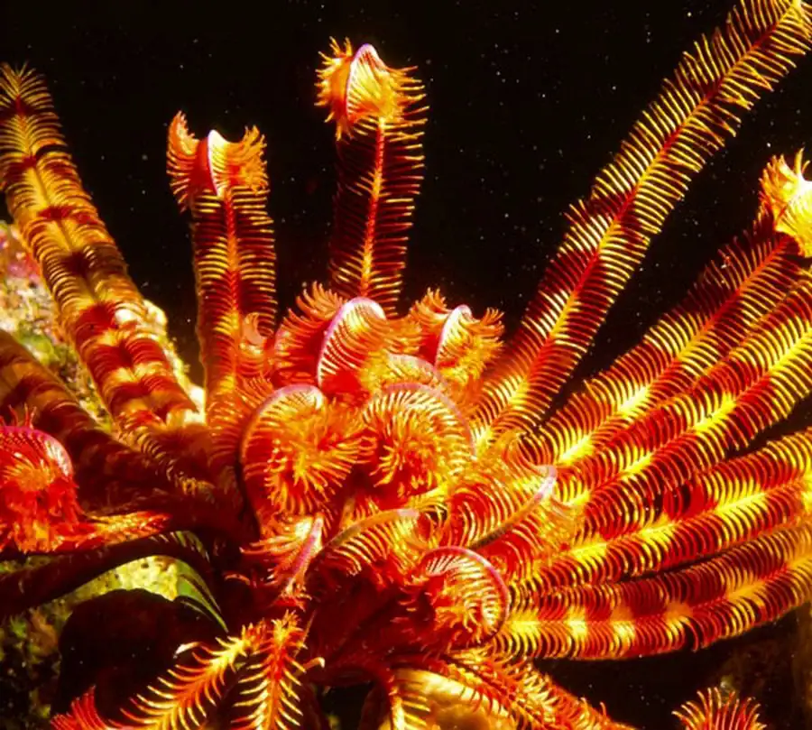 Класс Морские лилии (Crinoidea)