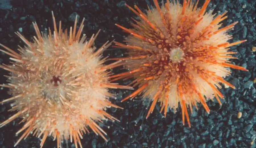 Класс Морские ежи (Echinoidea)