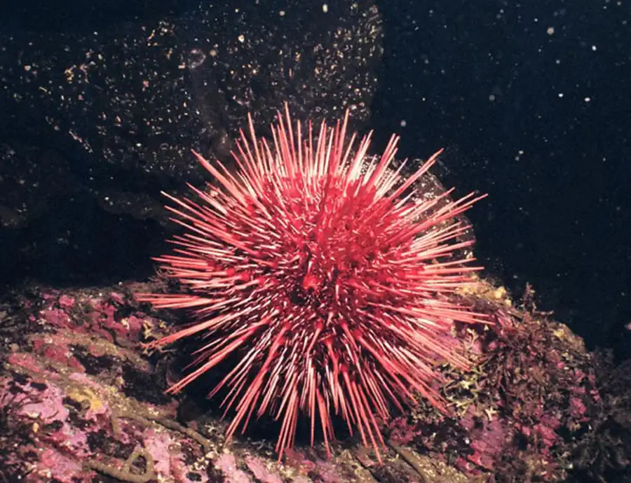 Амбулякральная, нервная и пищеварительная системы морского ежа