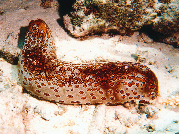 Класс Морские огурцы, или Голотурии (Holothuroidea)