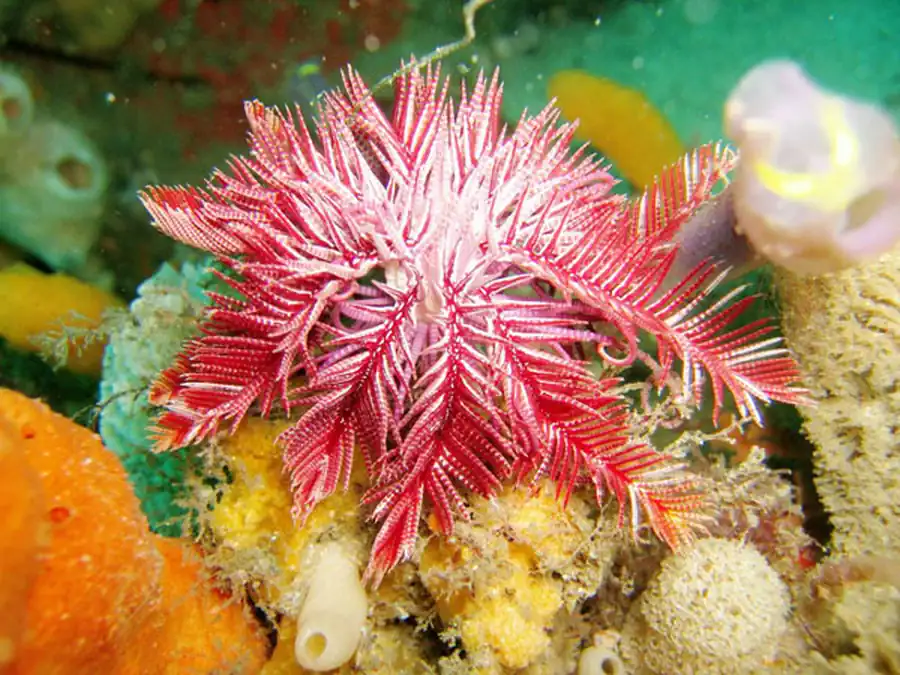 Филогения иглокожих