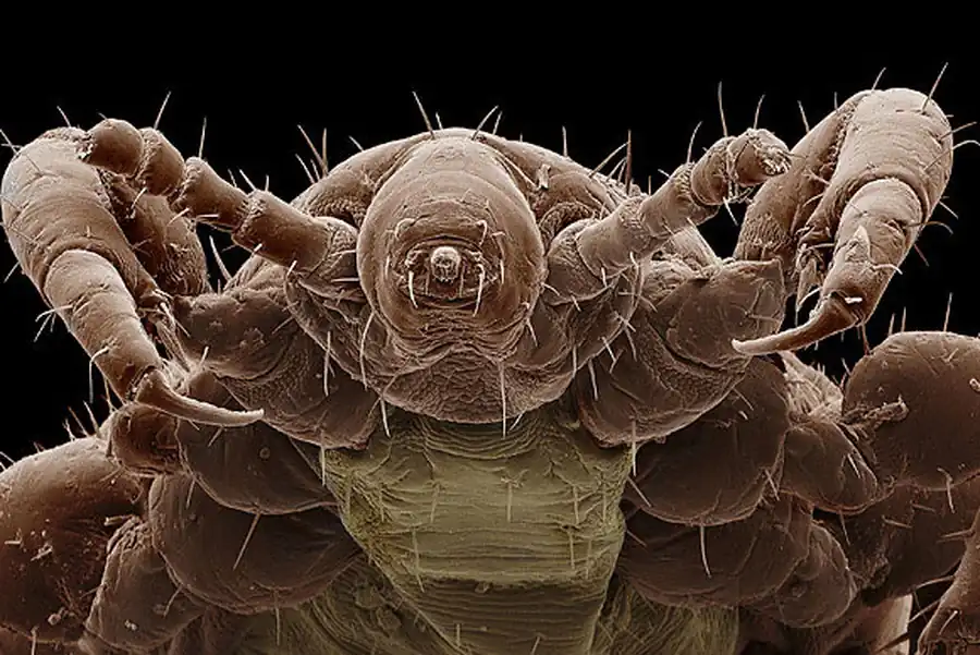 Вред, приносимый человеку и его хозяйству беспозвоночными