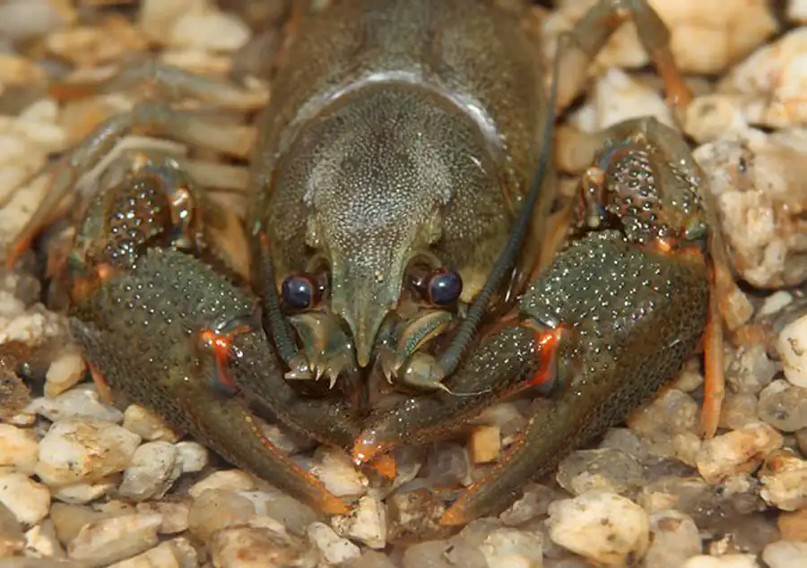 Промысловые беспозвоночные