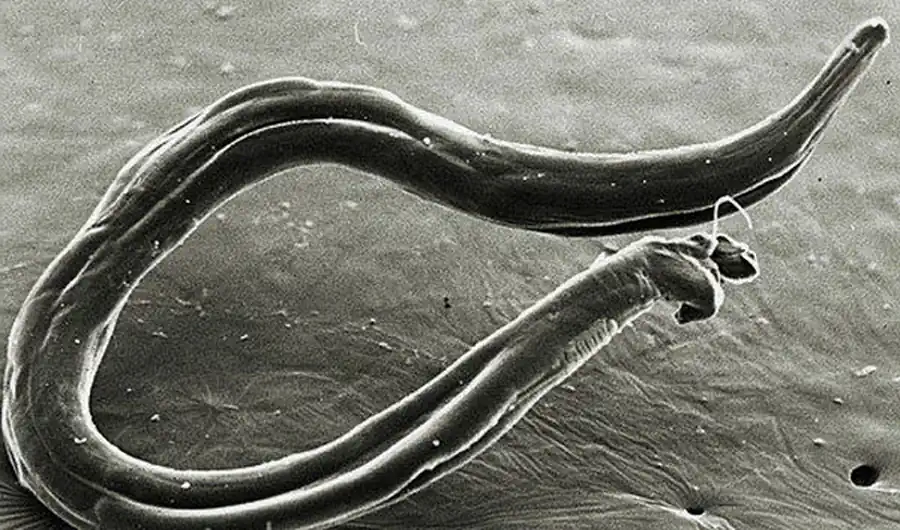 Паразитические черви