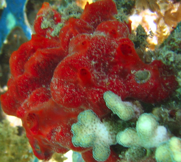 Тип Губки (Spongia, или Porifera)