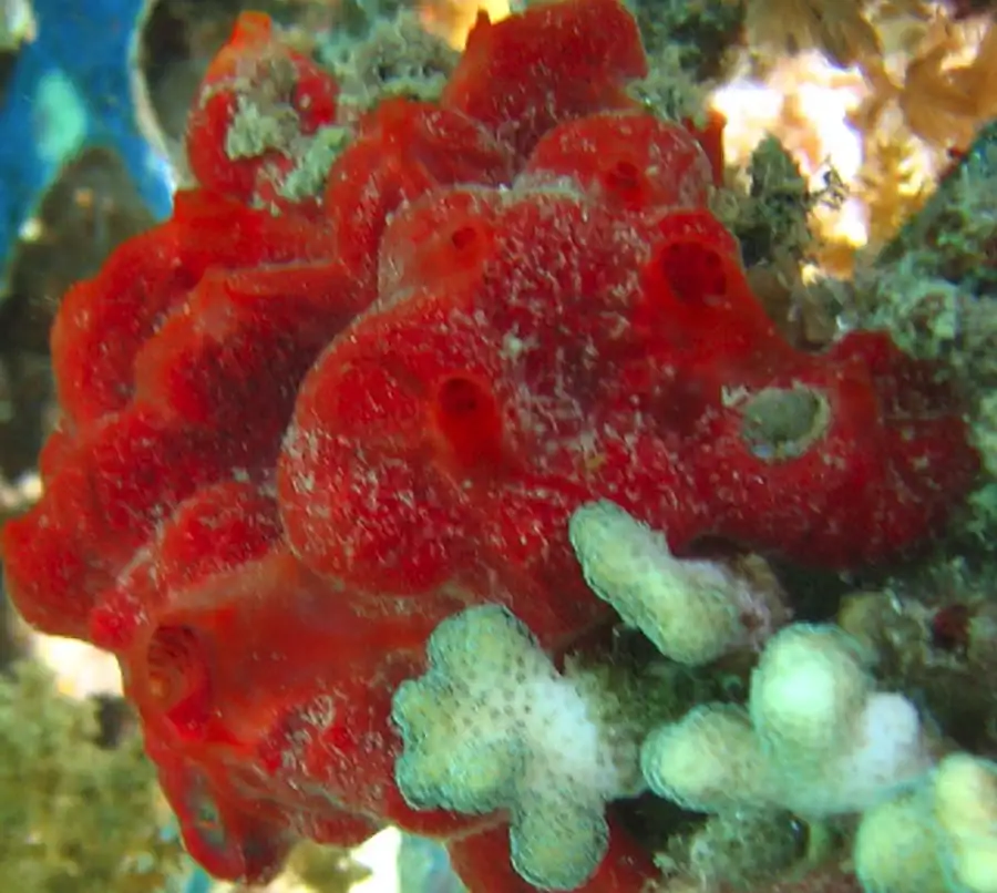 Тип Губки (Spongia, или Porifera)