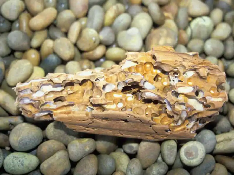 Беспозвоночные, вредящие гидротехническим сооружениям и водному транспорту