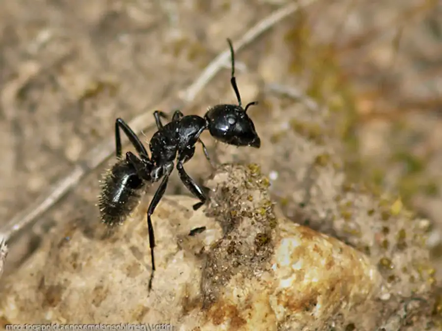 Эволюция беспозвоночных