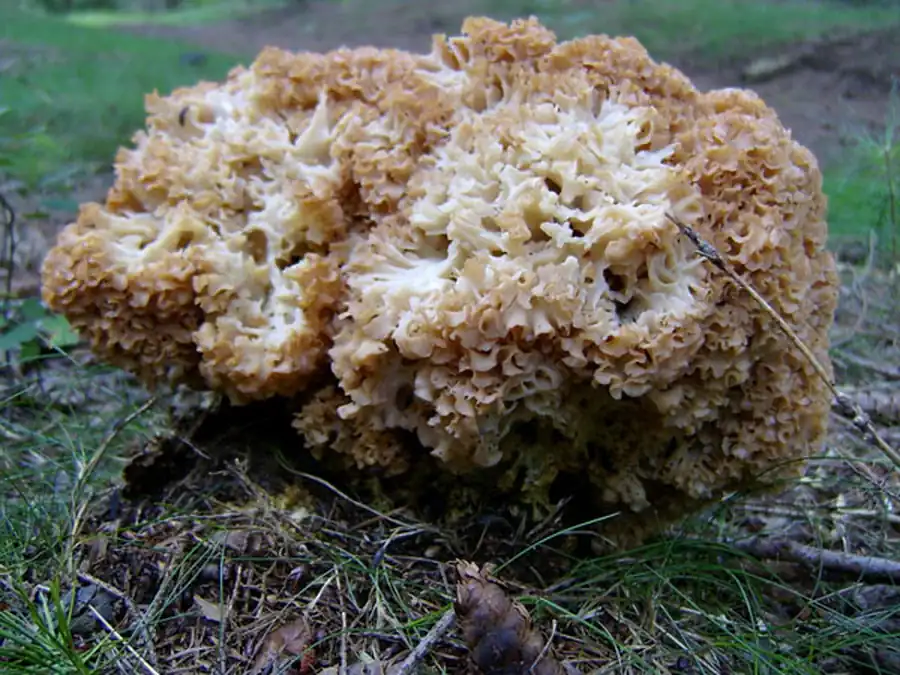 Классификация губок (Spongia, или Porifera)
