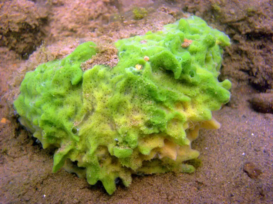 Представитель типа губок — бадяга