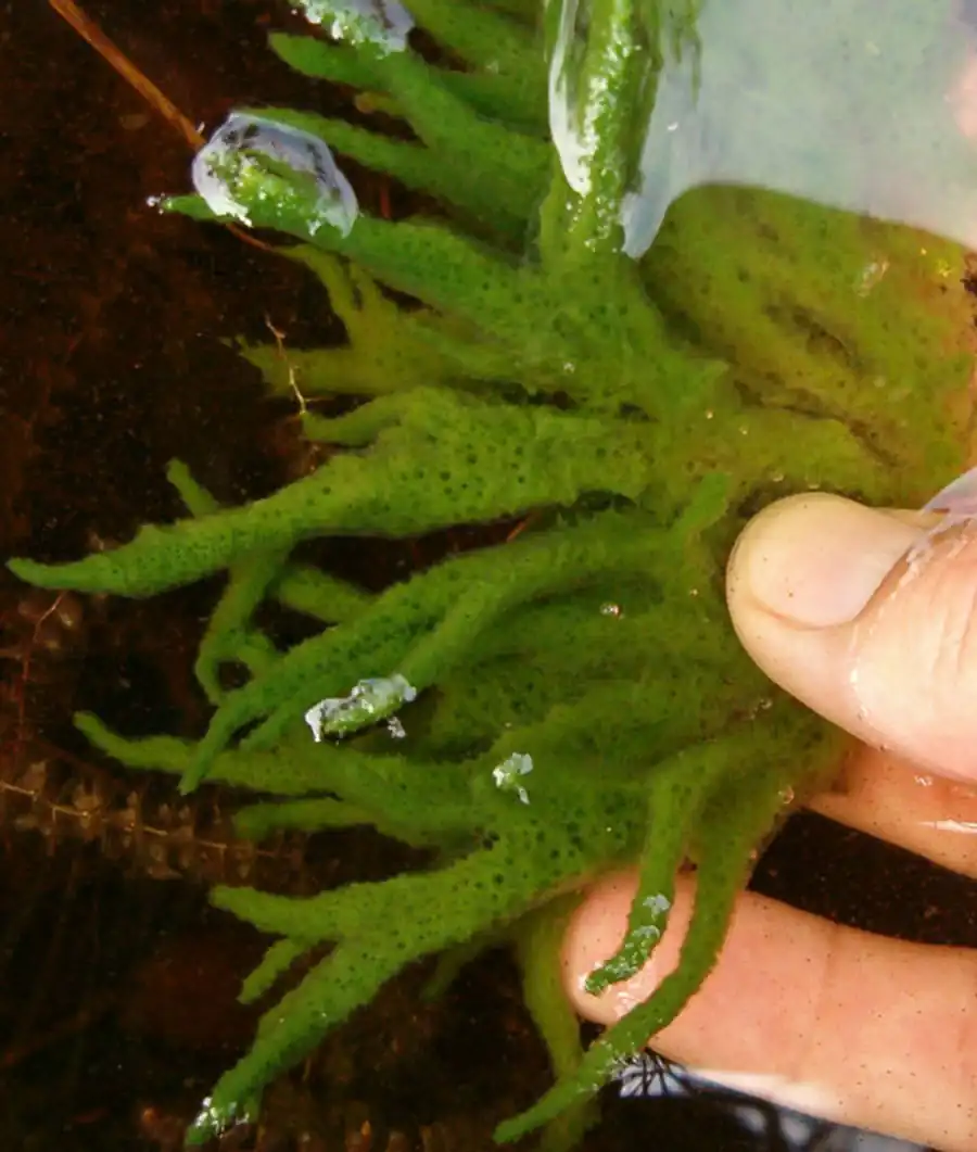 Экология и географическое распространение бодяги