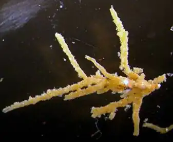 Отряд Известковые Губки (Calcarea)