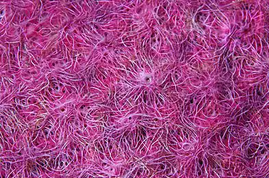 Отряд Трехосные Губки (Triaxonida)
