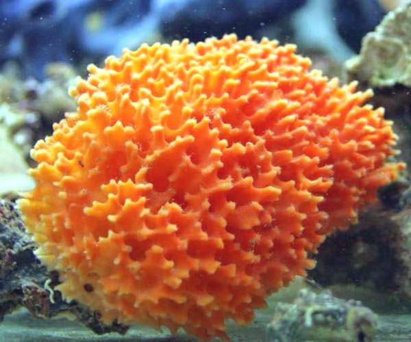 Отряд Кремнероговые Губки (Cornacuspongia)