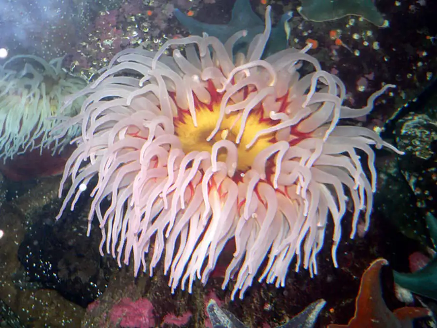 Тип Кишечнополостные (Coelenterata)