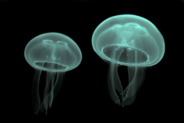 Подтип Стрекающие (Cnidaria)