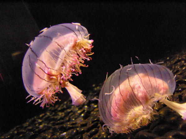 Класс Гидроидные (Hydrozoa)