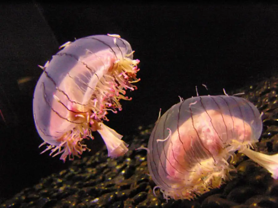 Класс Гидроидные (Hydrozoa)