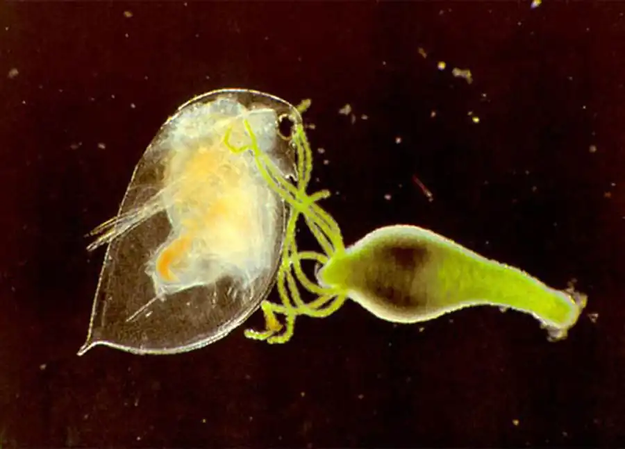 Представитель сидячих гидрообразных — пресноводная гидра (Hydra oligactis)