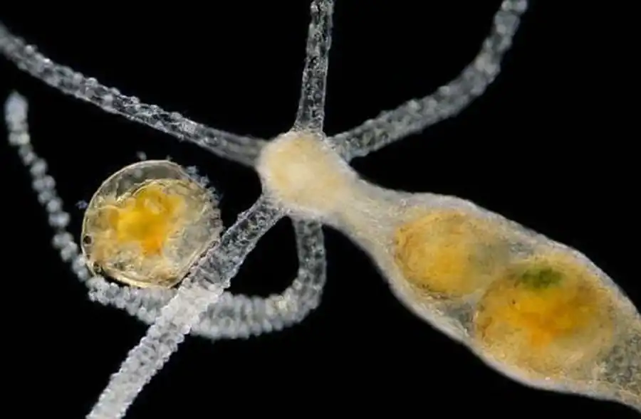 Микроскопическое строение пресноводной гидры