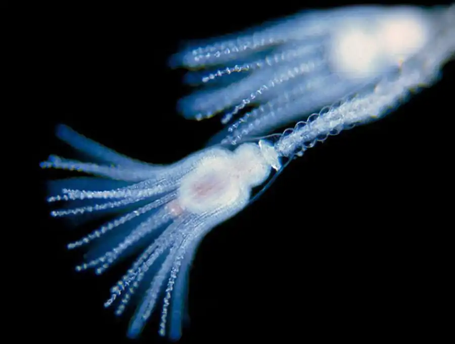 Свободноживущие гидрообразные