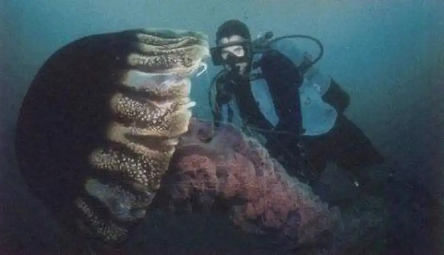 Отряд Трахилиды (Trachylida)