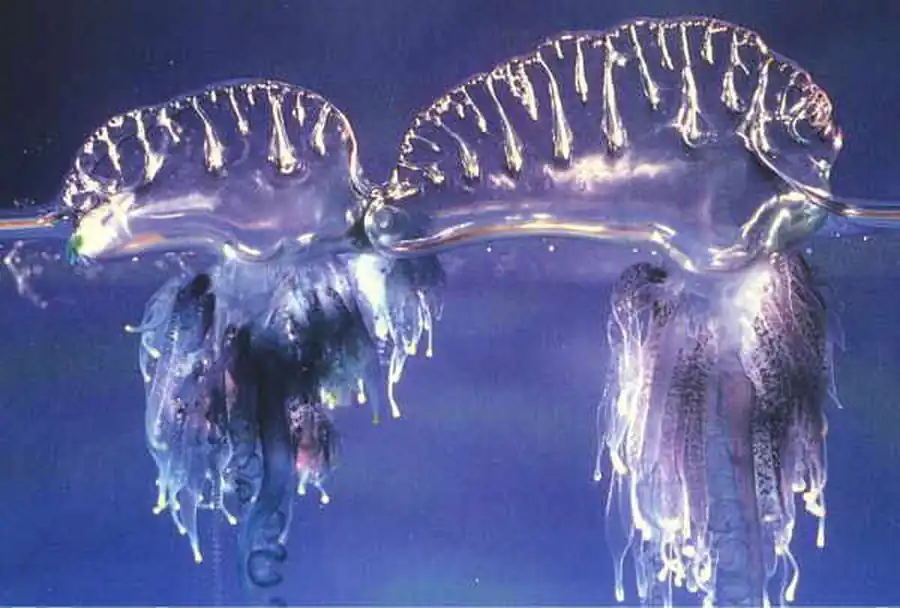 Общий обзор подкласса сифонофор