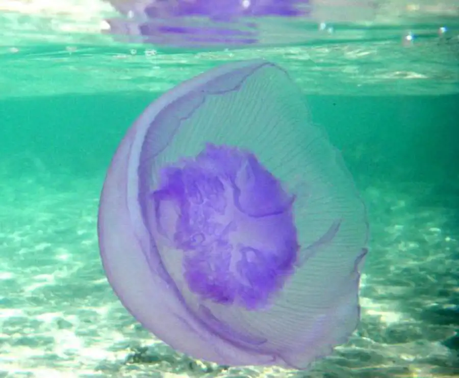 Класс Сцифоидные (Scyphozoa)