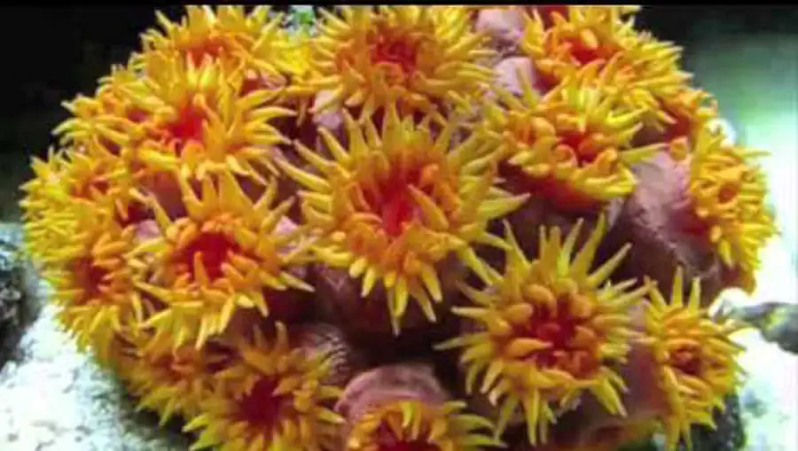 Класс Коралловые (Actinozoa)