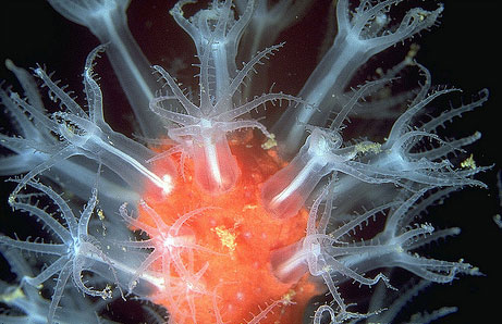 Подкласс Восьмилучевые Кораллы (Octocorallia)