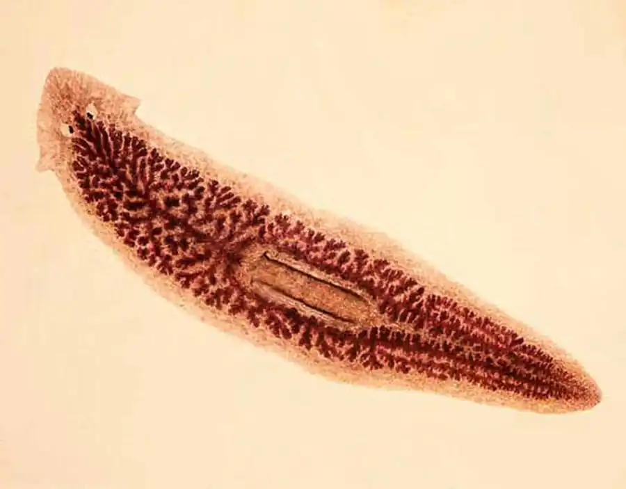 Класс Ресничные черви, или Турбеллярии (Turbellaria)