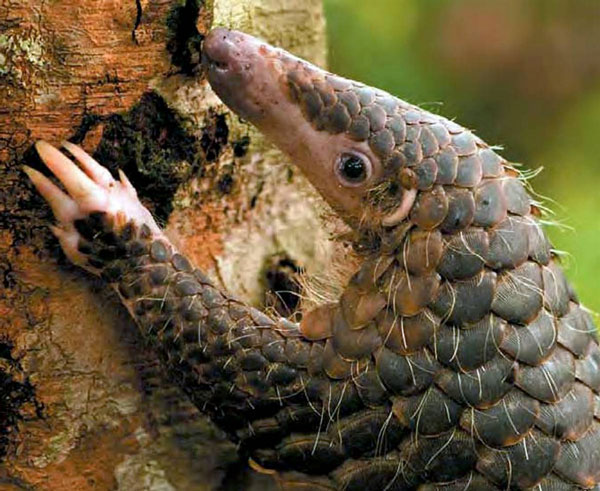 Панголин (англ. Pangolin)