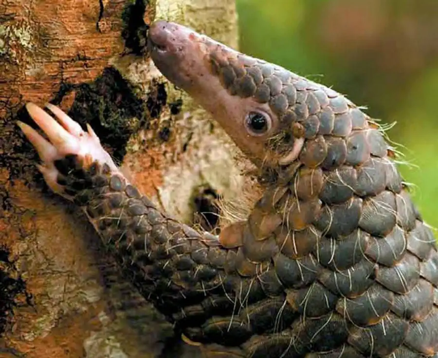 Панголин (англ. Pangolin) Панголин (англ. Pangolin)
