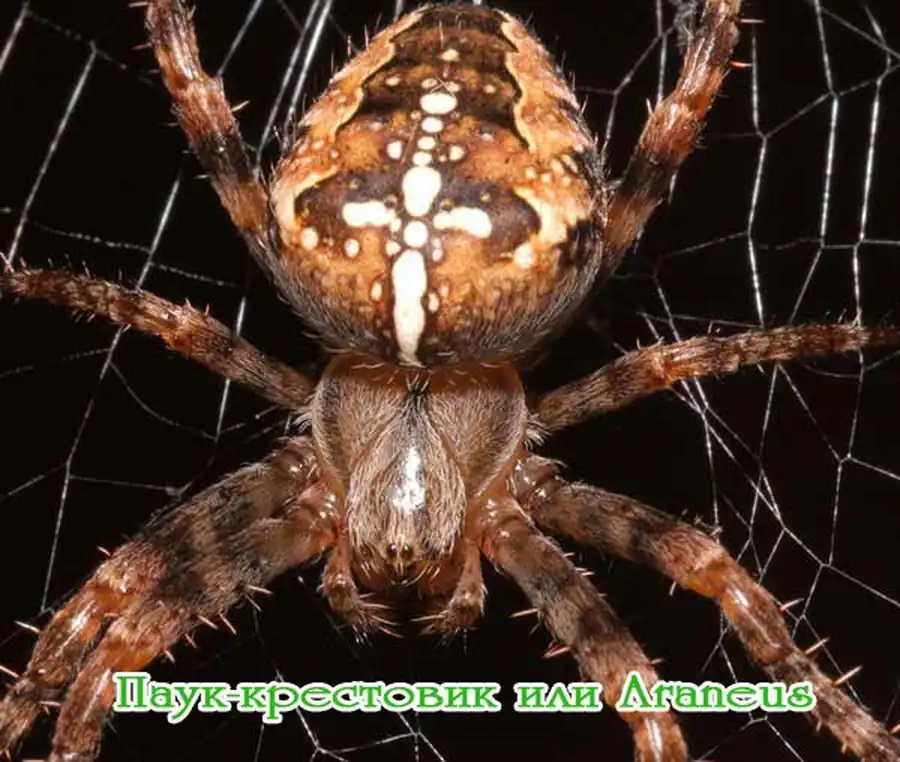Паук-крестовик
