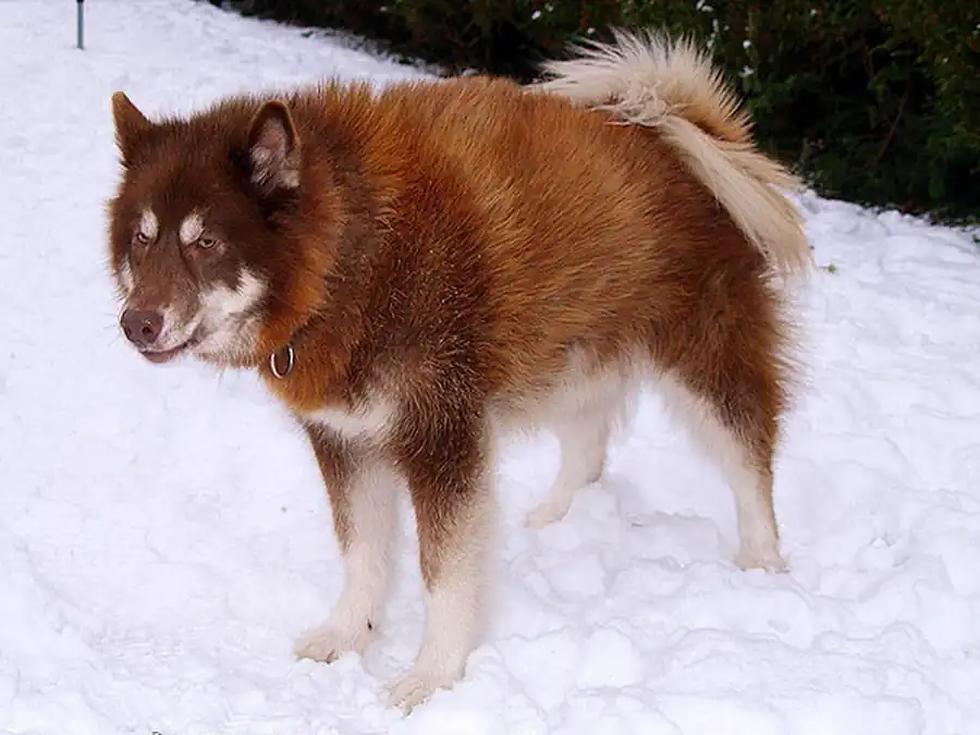 Эскимосская лайка