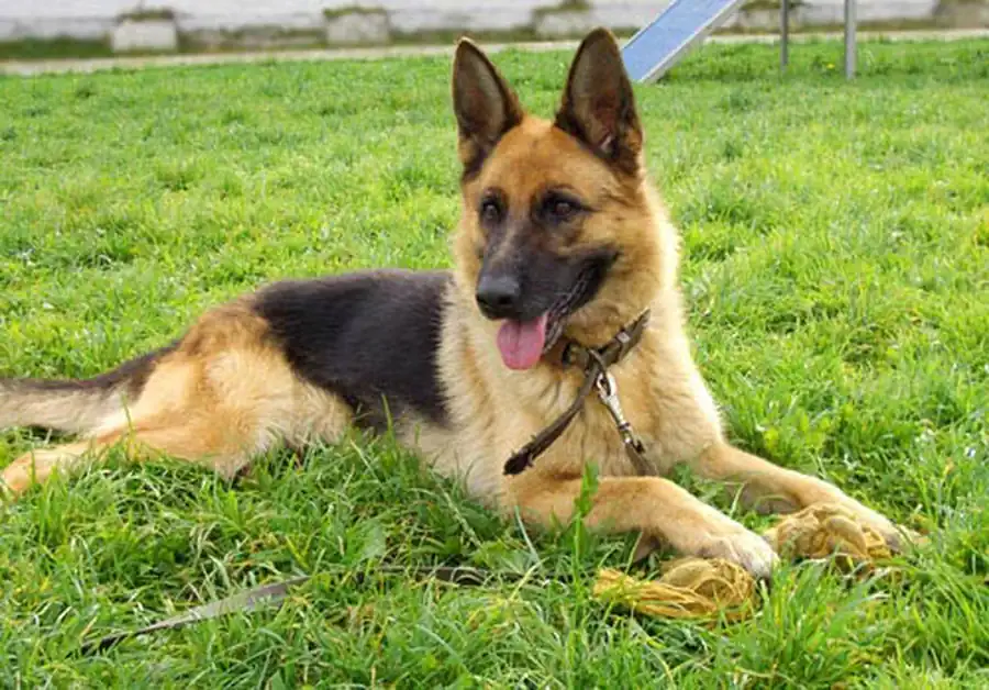 Немецкая овчарка